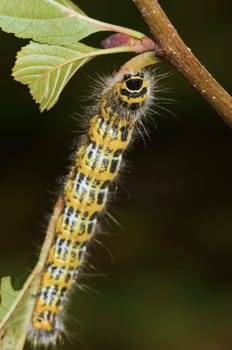 Phalera bucephala