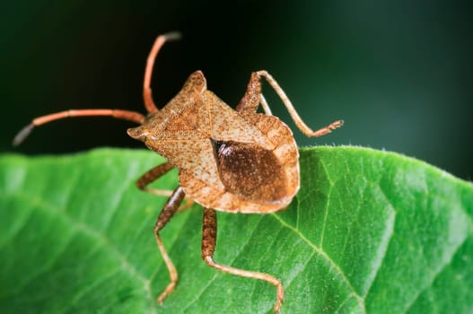 brown edge bug (Gonocerus acuteangulatus) on a leaf in rear view