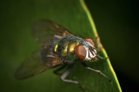 lateral close-up view from diagonally above a single green fly sitting on a leaf