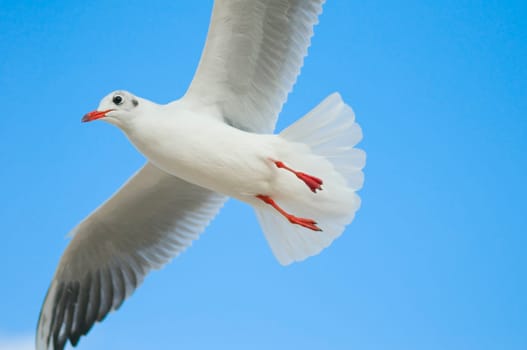 free flight of a black-headed gull (Chroicocephalus ridibundus) in front of light blue heaven