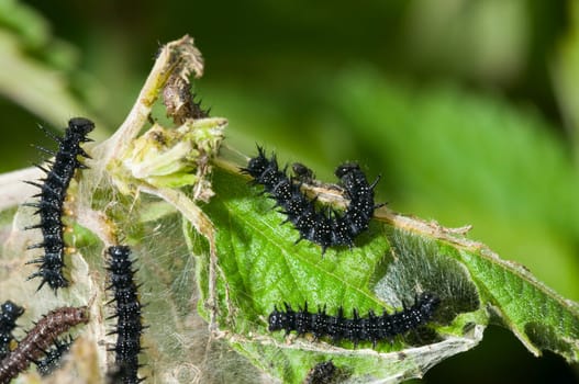 Close-up of several caterpillars of the butterfly "little fox""."