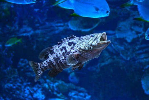 Camouflage grouper  swimming in the aquariumi