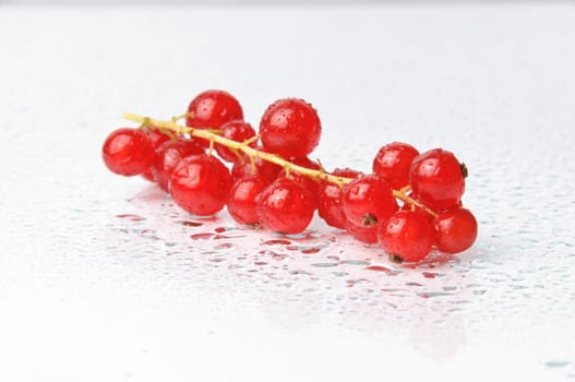 A panicle of fresh currants in the studio against a white background