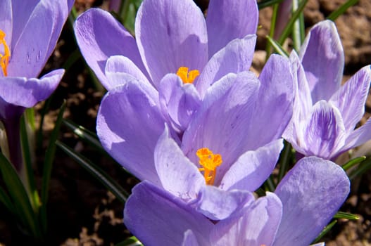 Flowering light blue crocuses in the garden in spring