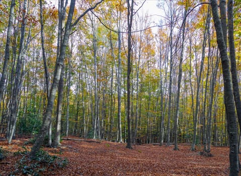 Autumn Colors, early fall color change