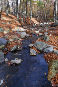 Autumn Colors, early fall color change
