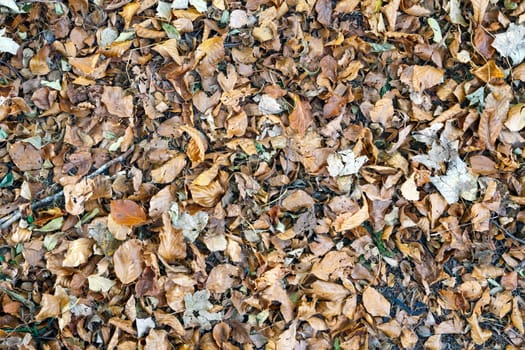 Fallen leaves in early autumn, texture