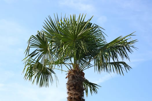 The palm fronds of a coconut palm,with a blue sky