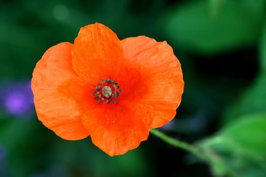 Corn poppy