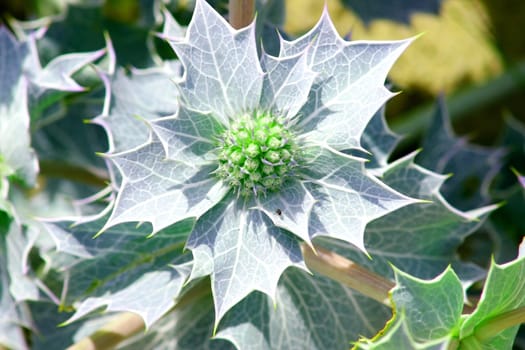 Close-up of a beautiful sea thistle (Eryngium maritimum)