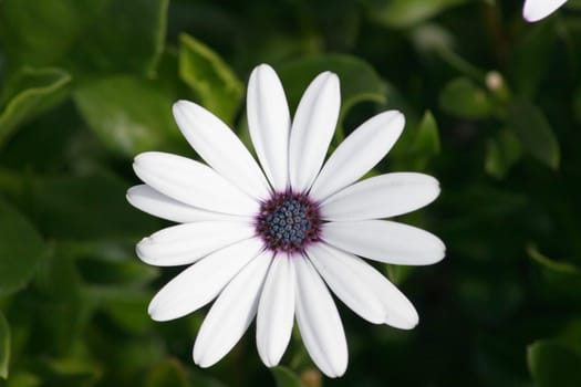 Close-up of a white-flowered daisy,(Leucanthemum vulgare)