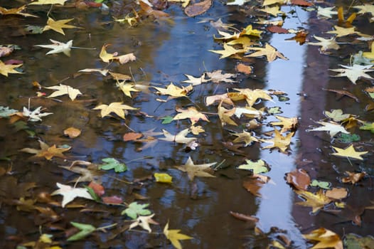 The photograph of floating autumn leaves in a rain puddle.
