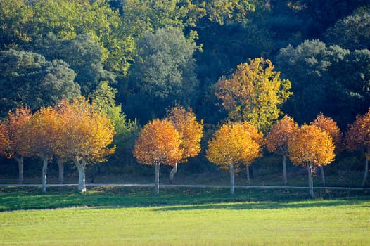 Landscape in autumn with an alignment of solid shafts with colors and a way which passes between them.