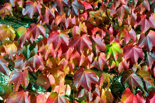 colors of the autumn,a virginia creeper climbing through the reddish color.