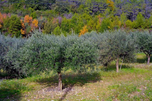 Olives on the tree, the olive-tree which produces its fruits which one makes oil in the area Mediterranean.
