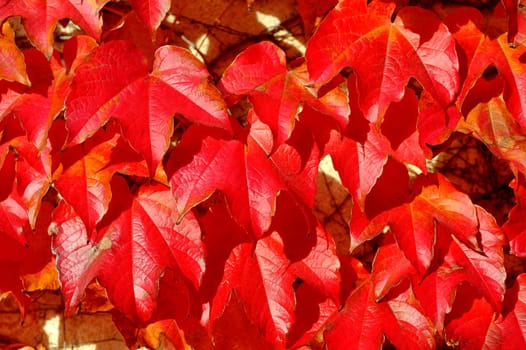 colors of the autumn,and virginia creeper climbing on a wall and covering it with its reddish color.
