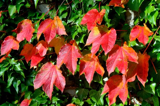colors of the autumn,a virginia creeper climbing through the reddish color.