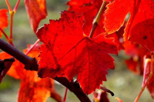 vines in autumn, close-up on the colors of the sheets