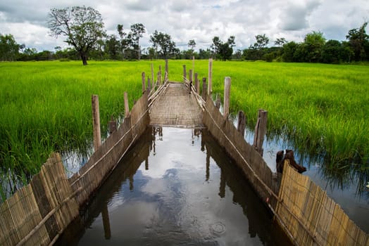 Paddy in the country of Thailand.