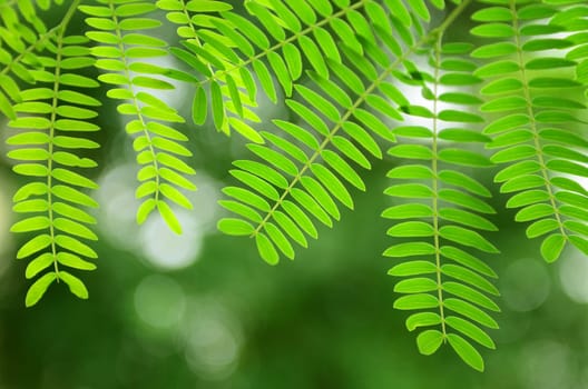 Acacia leaves