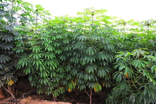 Cassava Tree