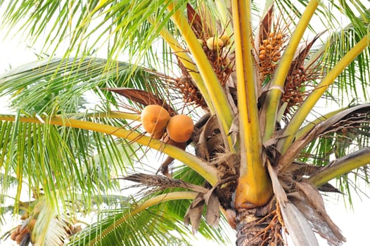 Coconuts Tree