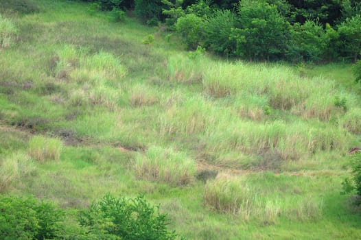 Grass in the forest