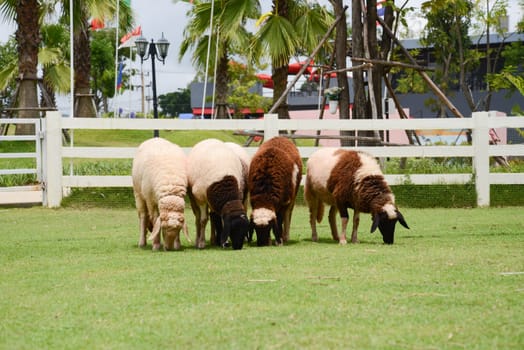 Sheep