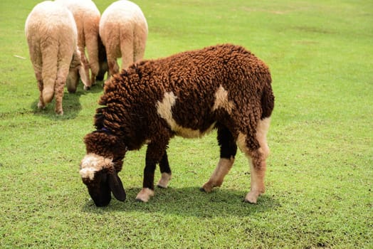 Sheep