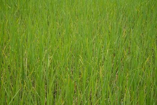 Paddy in the country of Thailand.