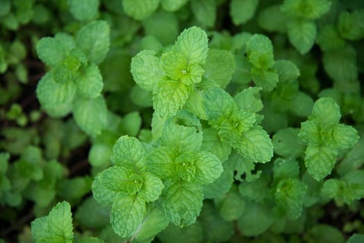 mint