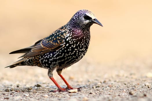 The starling (Sturnus vulgaris)