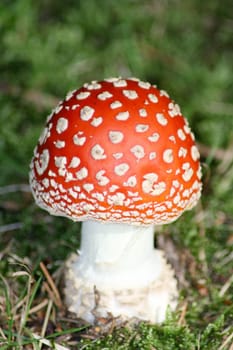A close-up of a still closed toadstool