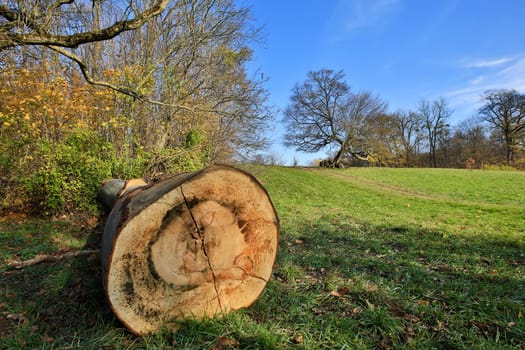 Landscape in autumn,cut tree trunk lies on a meadow