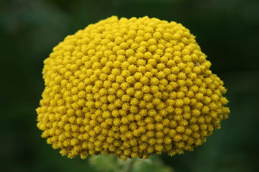 Close-up of a yellow flowering sheaf (Achillea filipendulina)
