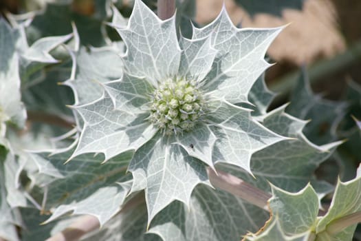 Close-up of a beautiful beach thistle "Eryngium maritimum """