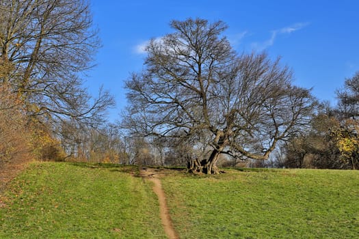 Landscape in autumn,path on a meadow with tree