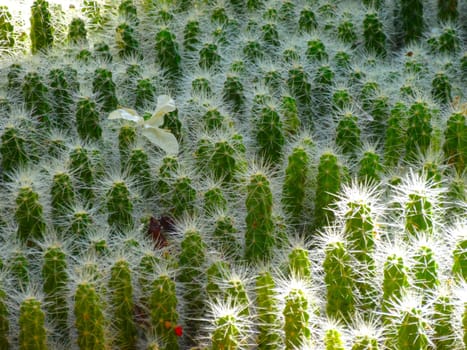 Several young cactus with bright spines and white flower