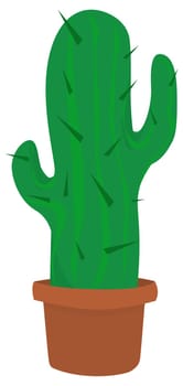 Cactus in a pot