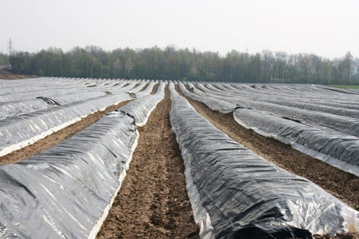 a big,with,foil-covered asparagus field a large,foil-covered asparagus field