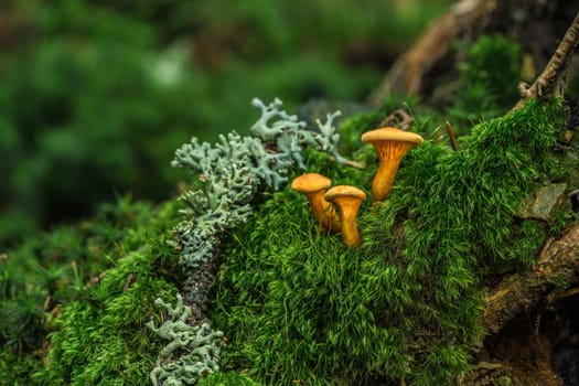 false chanterelle