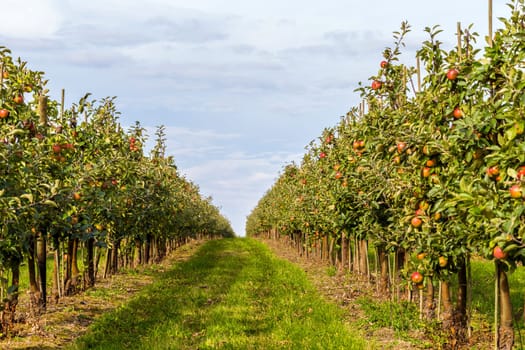 Apfler harvest