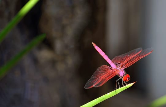 Red dragonfly