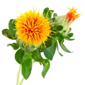 Safflower,carthamus tinctorius,plant against white background