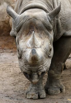 Rhinoceros