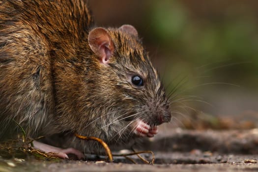 The Rat
