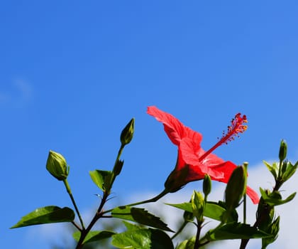 Hibiscus flower