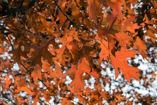 Leaves of an oak tree with autumn colour