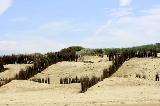 Dune landscape on the North Sea coast in Belgium