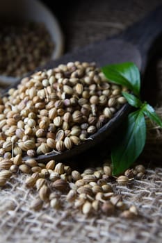 Cooking Spices, Coriander Seed on wooden spoon
